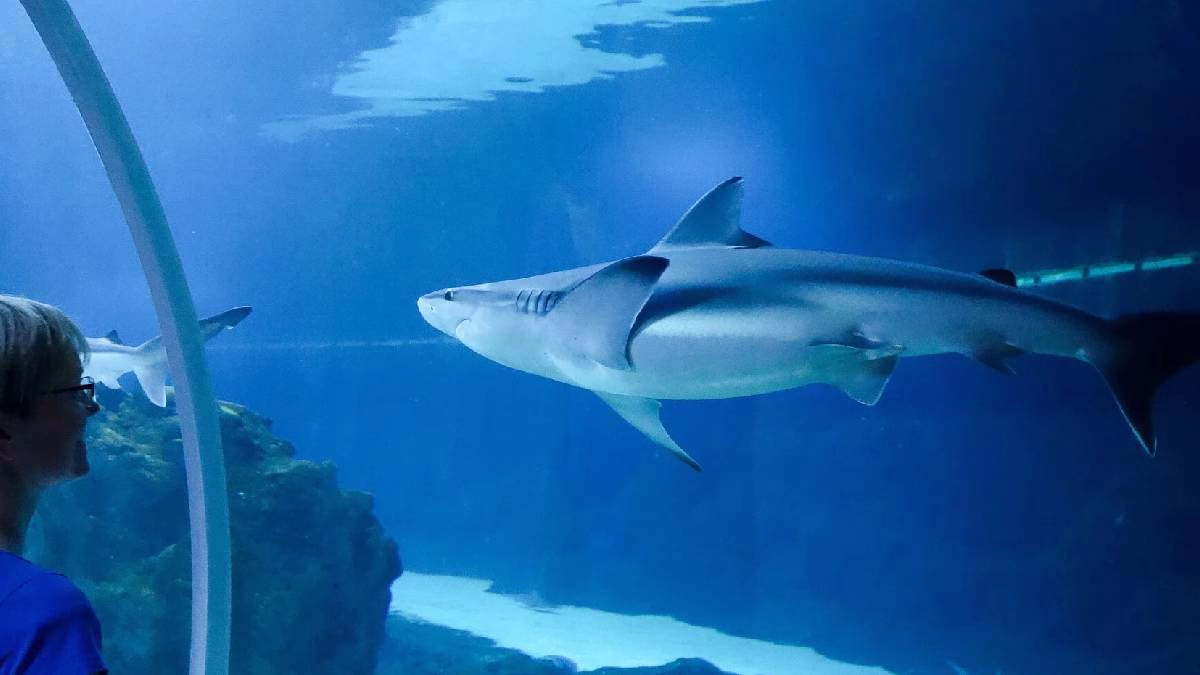 Zwiedzanie oceanarium w Łodzi – rekin płynący w podwodnym tunelu podczas 1-dniowej wycieczki z Razem w Polskę.